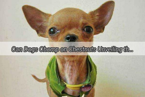 Can Dogs Chomp on Chestnuts Unveiling the Truth About Pine Nut Shells